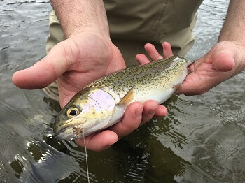 dry flies for rainbow trout - Southern Appalachian Anglers